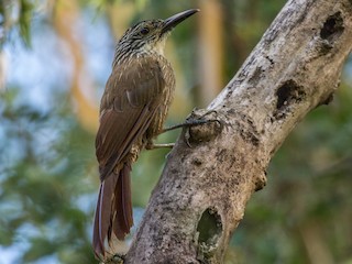  - Planalto Woodcreeper