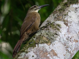  - White-throated Woodcreeper