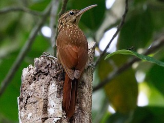  - Ceara Woodcreeper