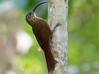  - Black-billed Scythebill