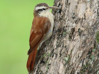  - Narrow-billed Woodcreeper