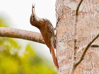  - Scaled Woodcreeper