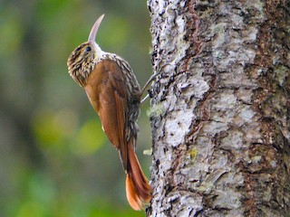  - Scalloped Woodcreeper