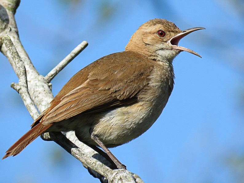 Rufous Hornero - Raphael Kurz -  Aves do Sul