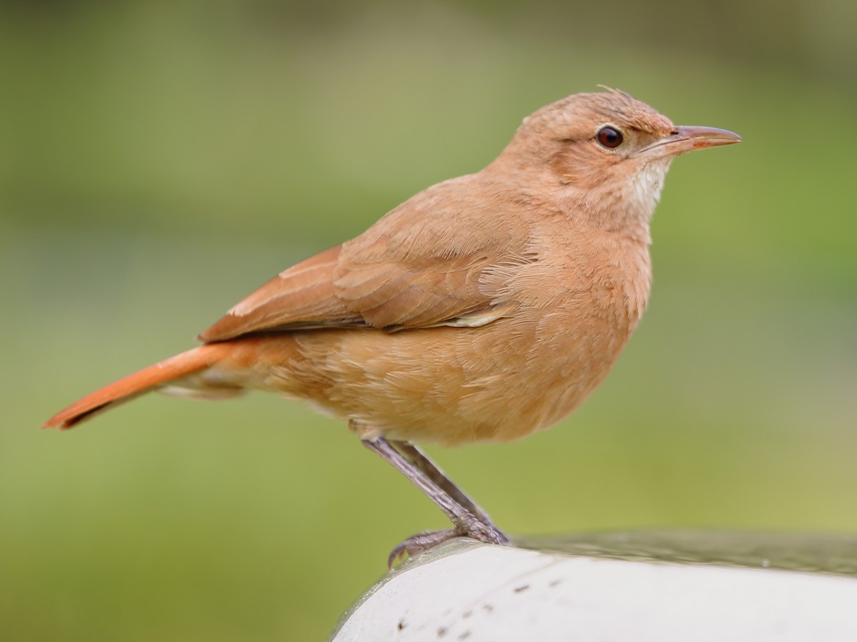 Rufous Hornero - Furnarius rufus - Birds of the World