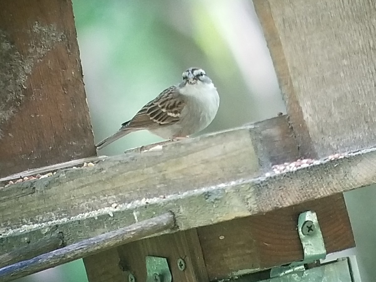 Chipping Sparrow - Donald Pendleton
