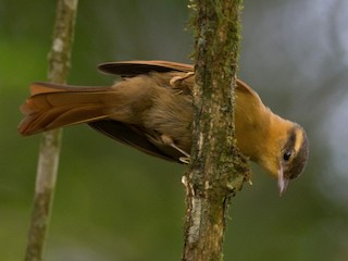  - Ochre-breasted Foliage-gleaner