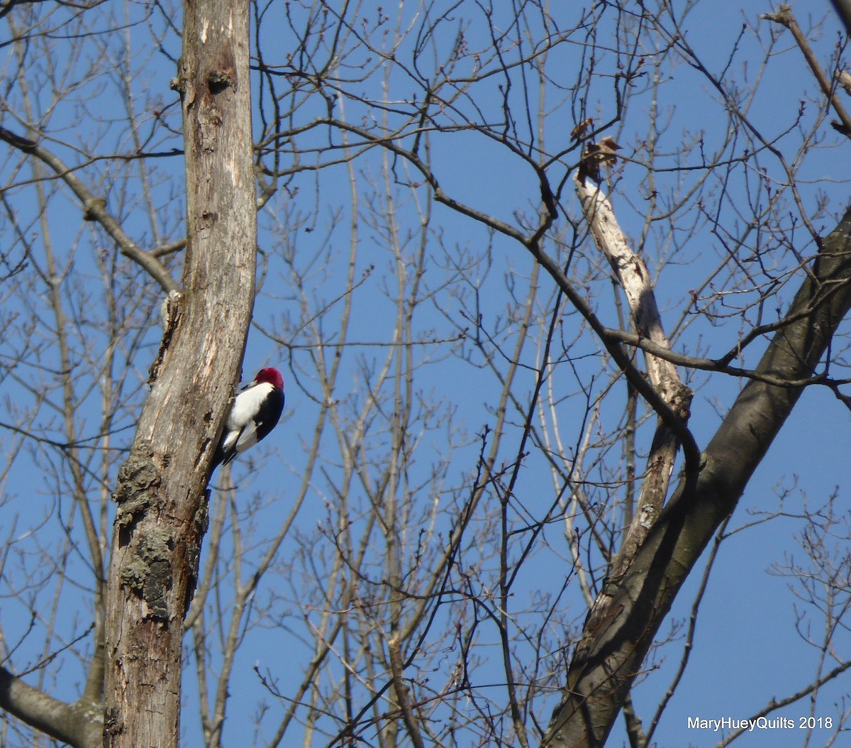Red-headed Woodpecker - Mary Huey