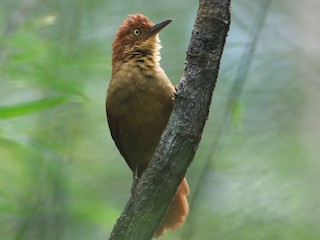  - Chestnut-capped Foliage-gleaner