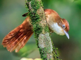  - White-eyed Foliage-gleaner