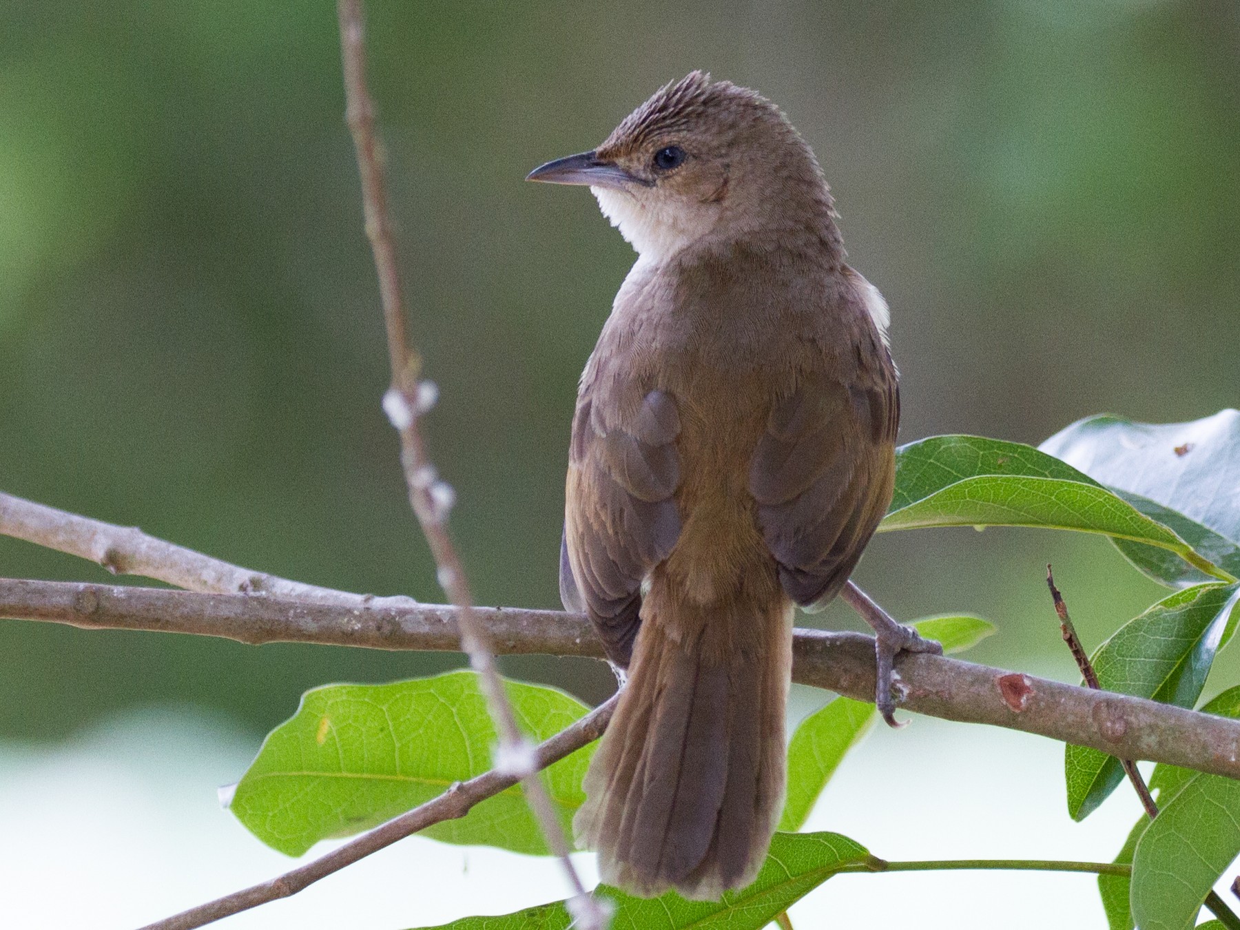 Rufous-fronted Thornbird - Justyn Stahl