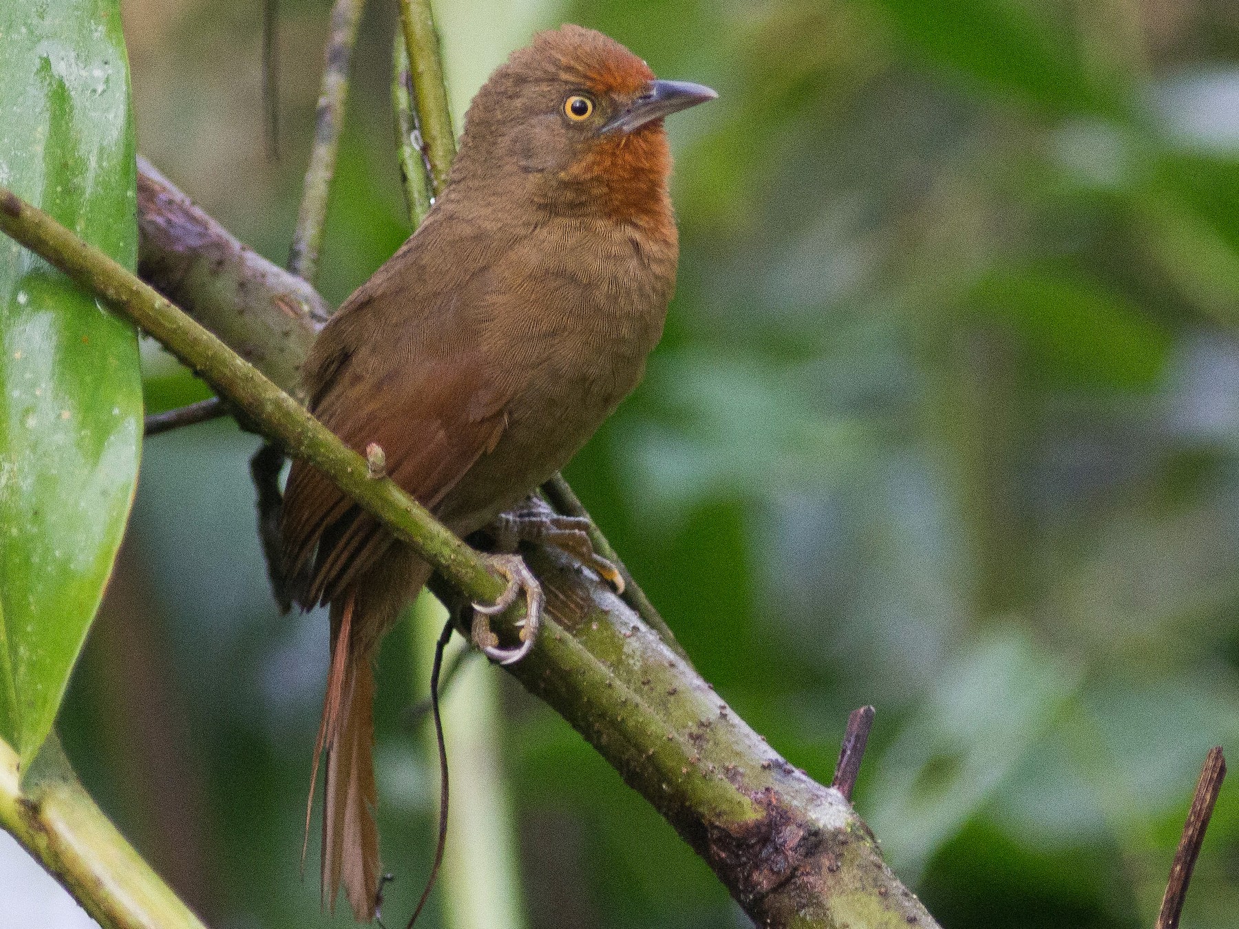 Orange-eyed Thornbird - eBird