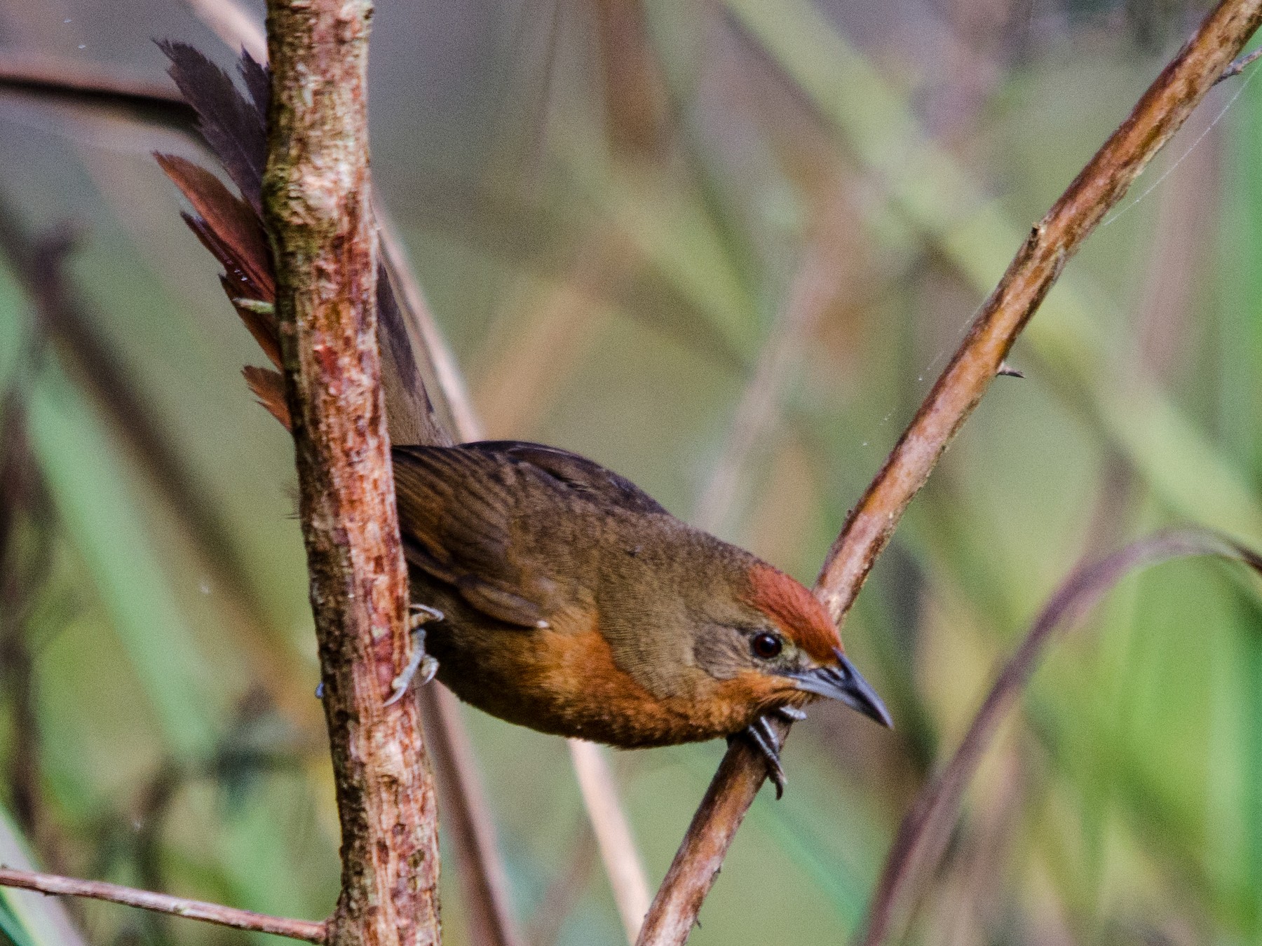 Orange-breasted Thornbird - eBird
