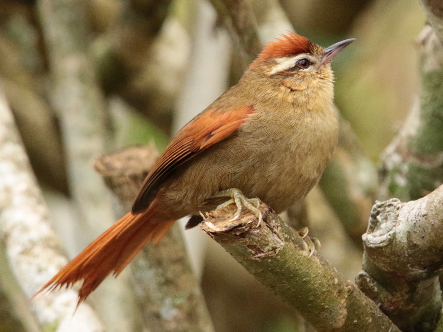 Pallid Spinetail - Anonymous