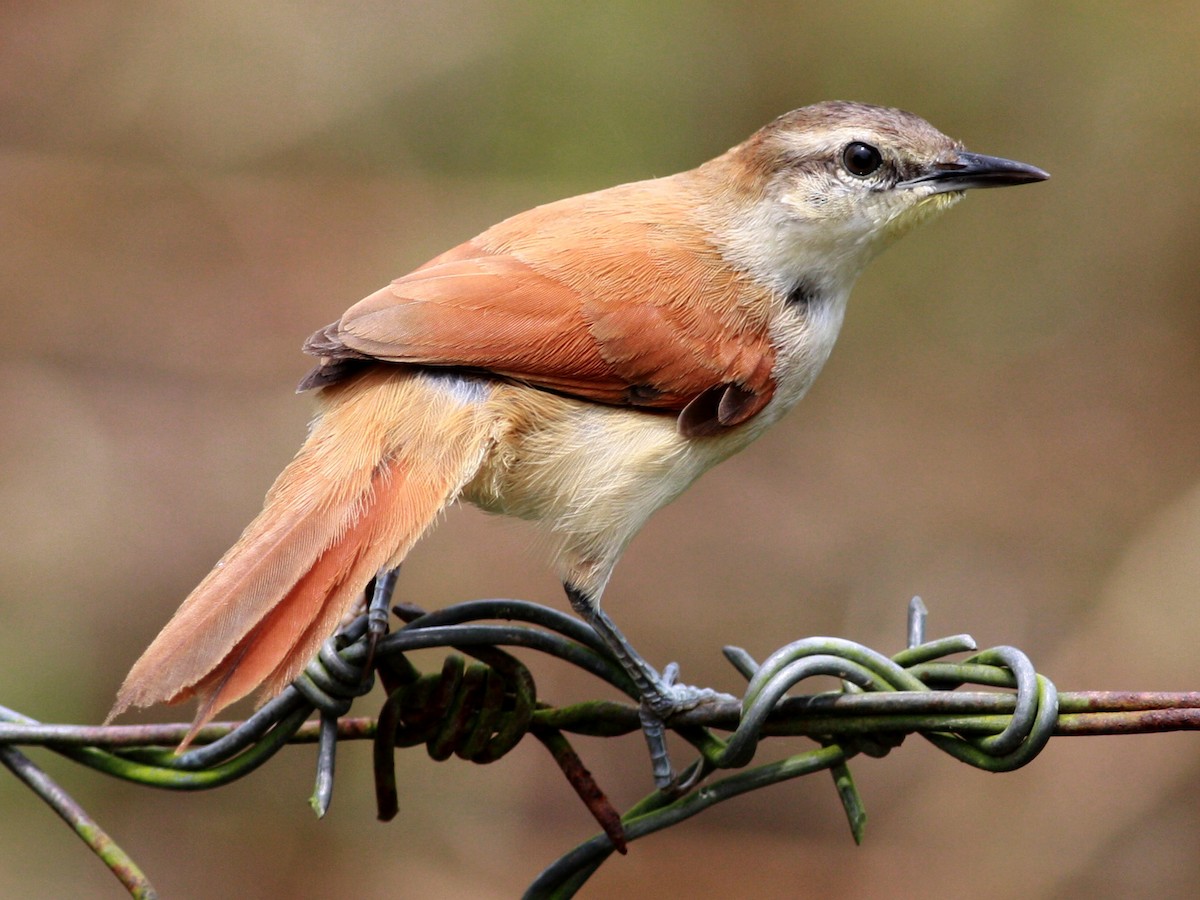 Yellow-chinned spinetail