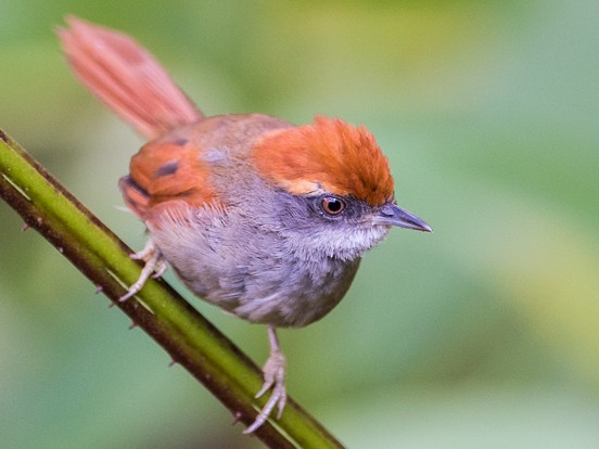 Rufous-capped Spinetail - Ivan Marques Campos