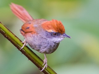  - Rufous-capped Spinetail