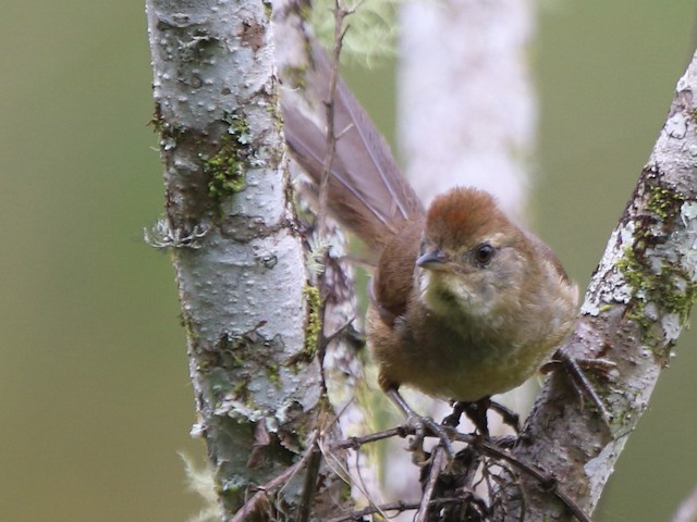 Juvenile - Spix's Spinetail - 