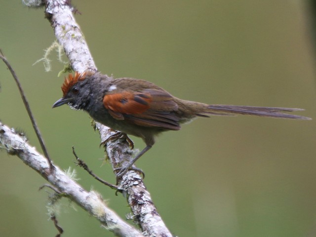 Adult - Spix's Spinetail - 