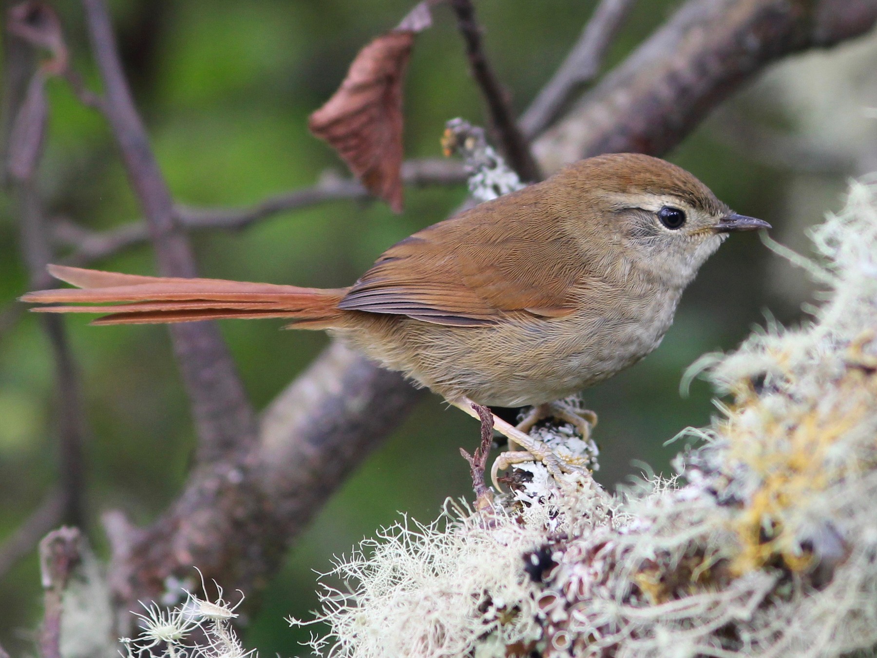 Sooty-fronted Spinetail - Oscar Johnson