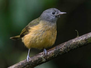  - Gray-hooded Flycatcher