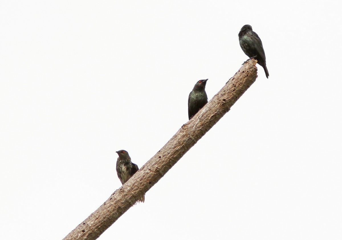 Short-tailed Starling - David Beadle