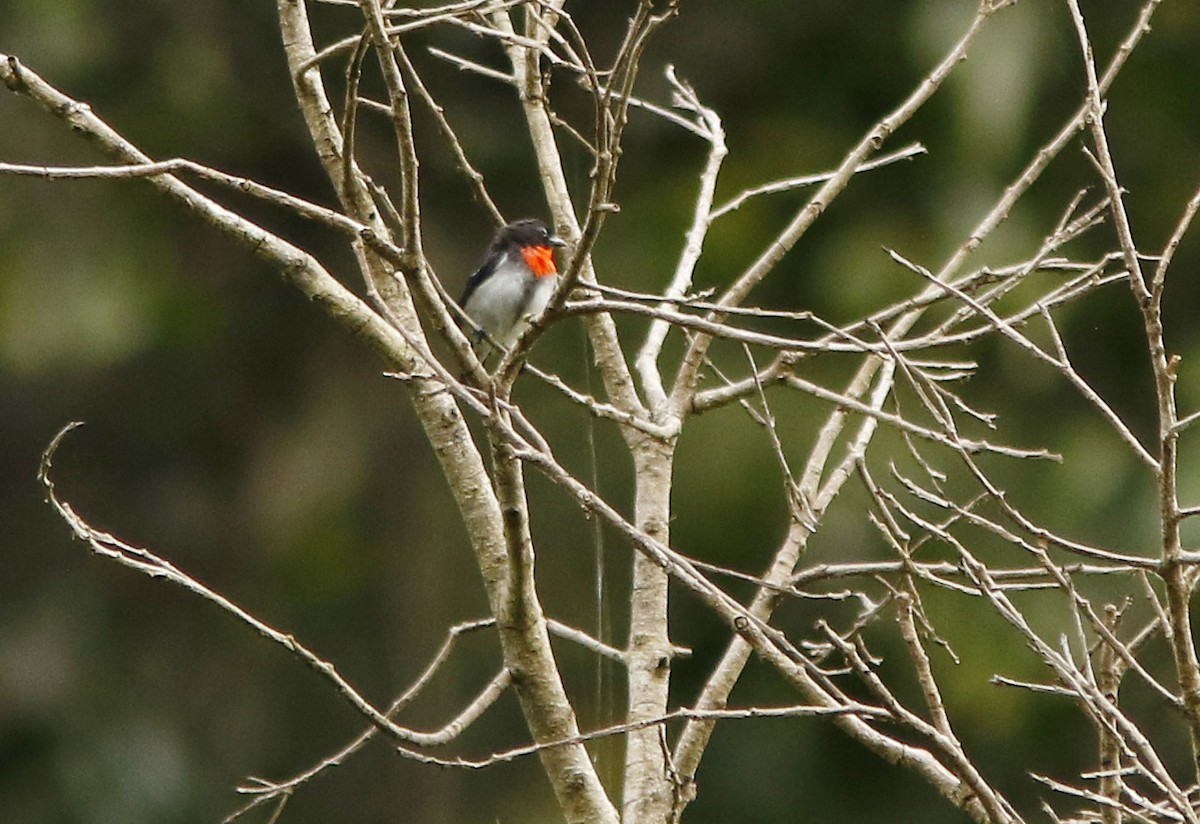 Blood-breasted Flowerpecker (Sumba) - ML95496061