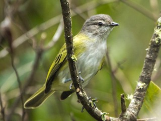  - Gray-capped Tyrannulet