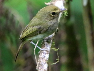  - Drab-breasted Pygmy-Tyrant