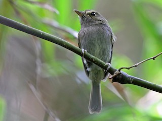  - Drab-breasted Pygmy-Tyrant