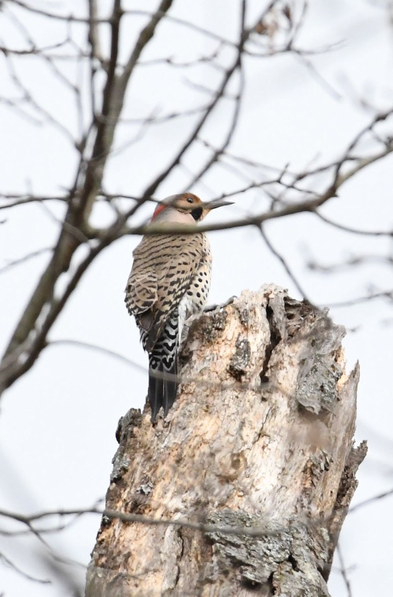 Northern Flicker (Yellow-shafted) - Barry Blust
