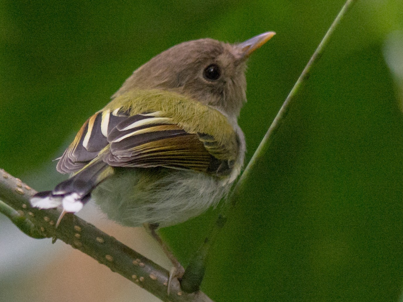 Fork-tailed Pygmy-Tyrant - Hudson - BirdsRio