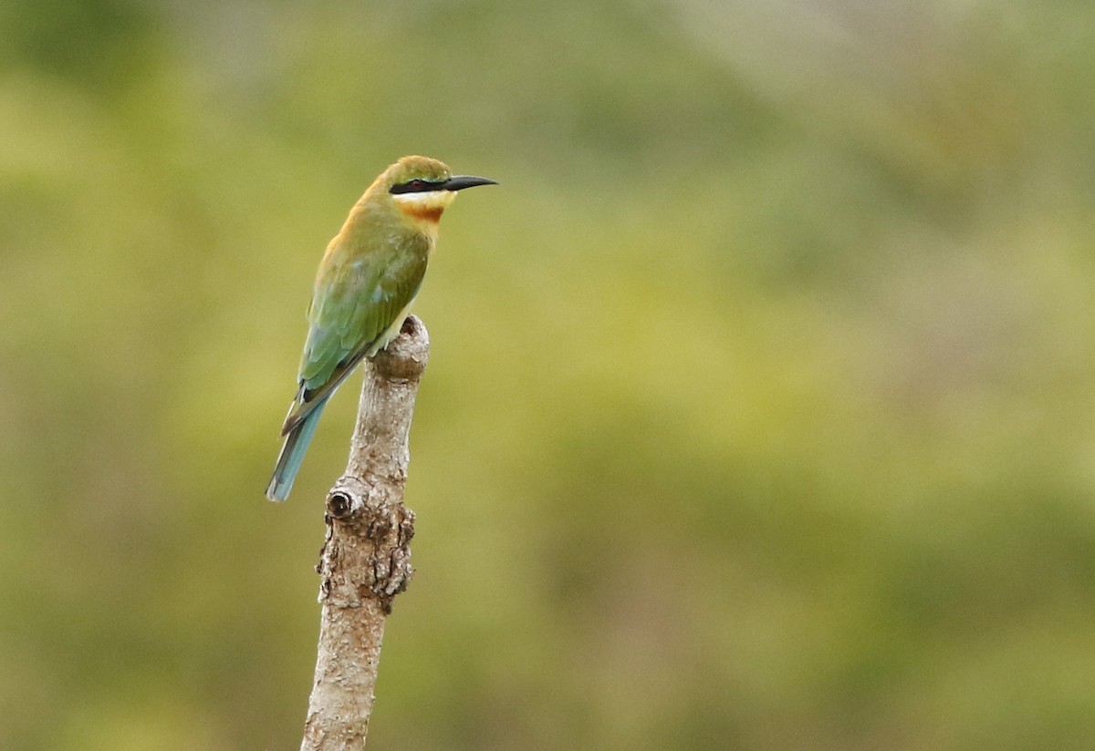 Blue-tailed Bee-eater - David Beadle
