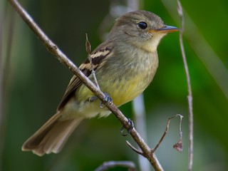  - Euler's Flycatcher