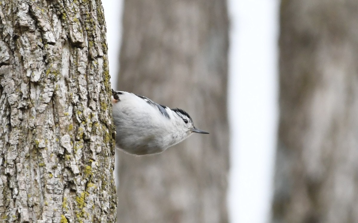 White-breasted Nuthatch - ML95498861