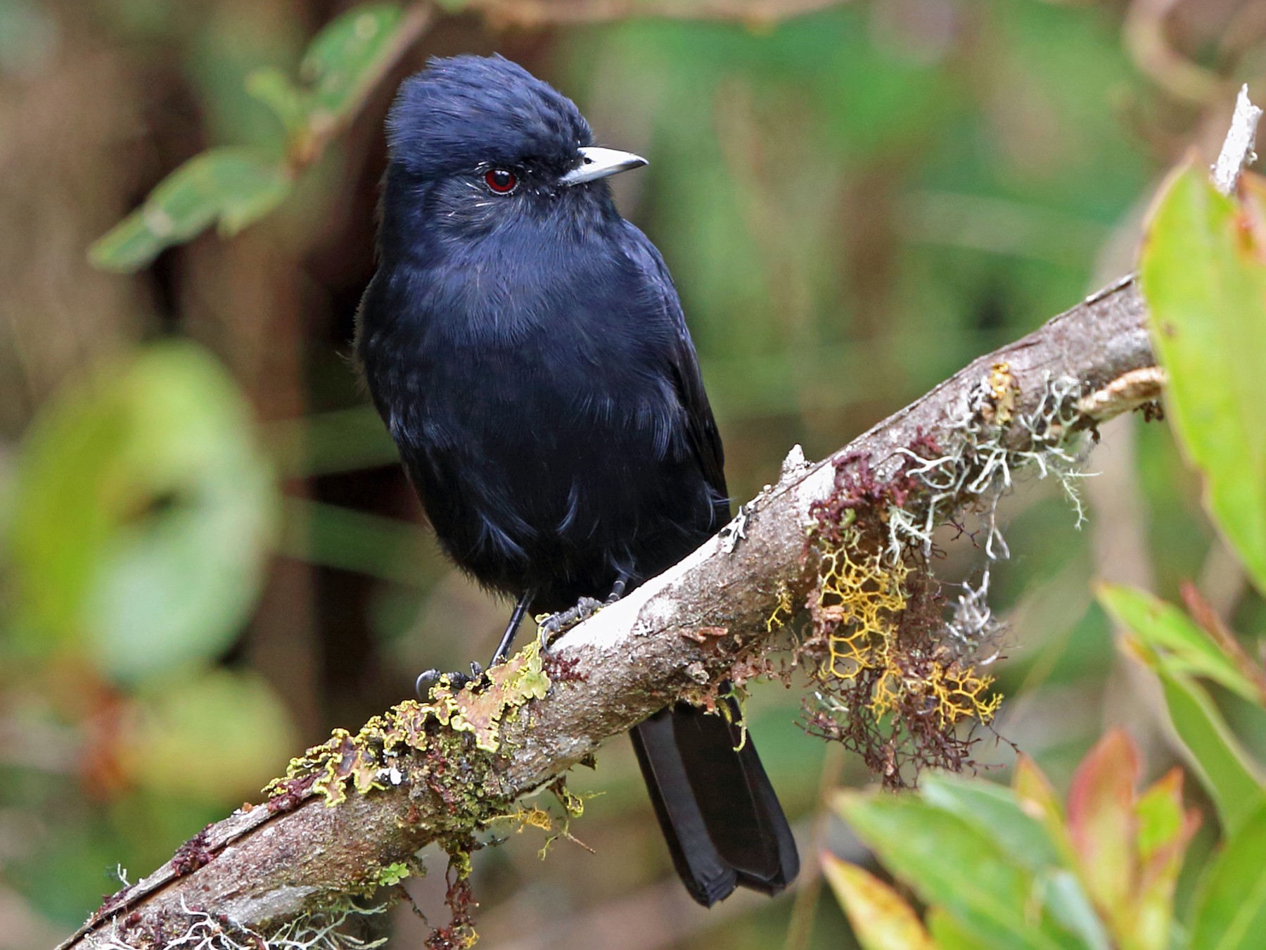 Velvety Black-Tyrant - Nigel Voaden