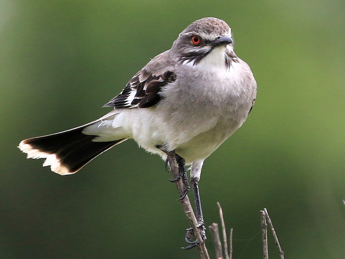 Gray Monjita - Nengetus cinereus - Birds of the World