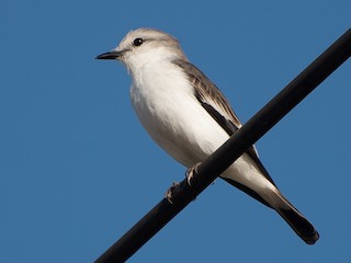  - White-rumped Monjita