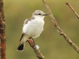  - White-rumped Monjita