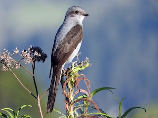  - Shear-tailed Gray Tyrant