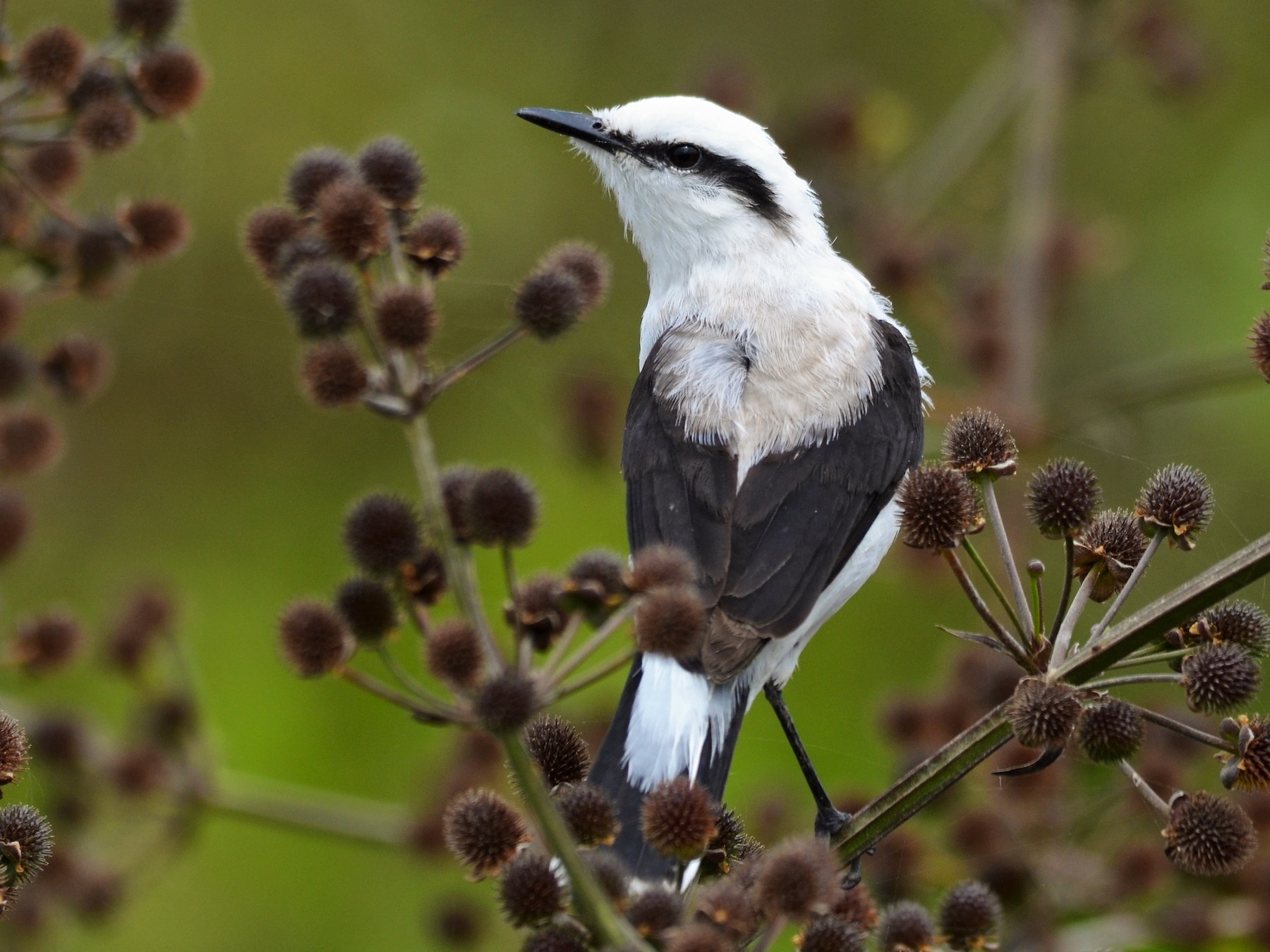 Masked Water-Tyrant - eBird