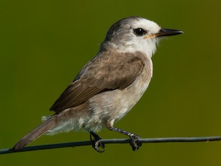 - White-headed Marsh Tyrant