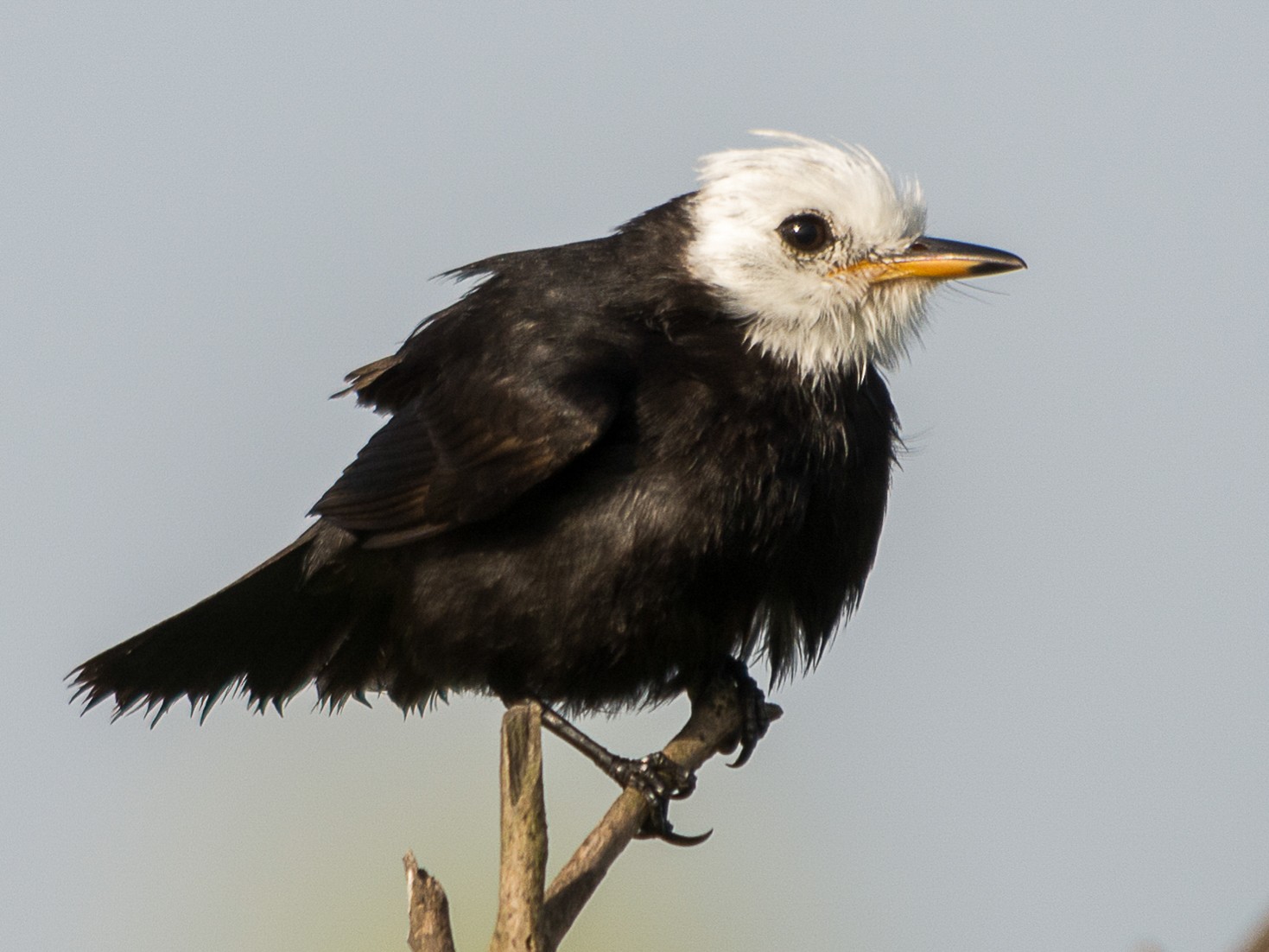 Whiteheaded Marsh Tyrant eBird