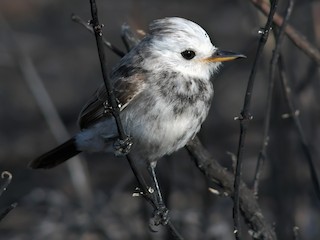  - White-headed Marsh Tyrant