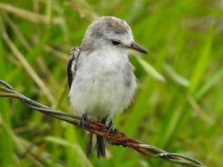  - White-headed Marsh Tyrant