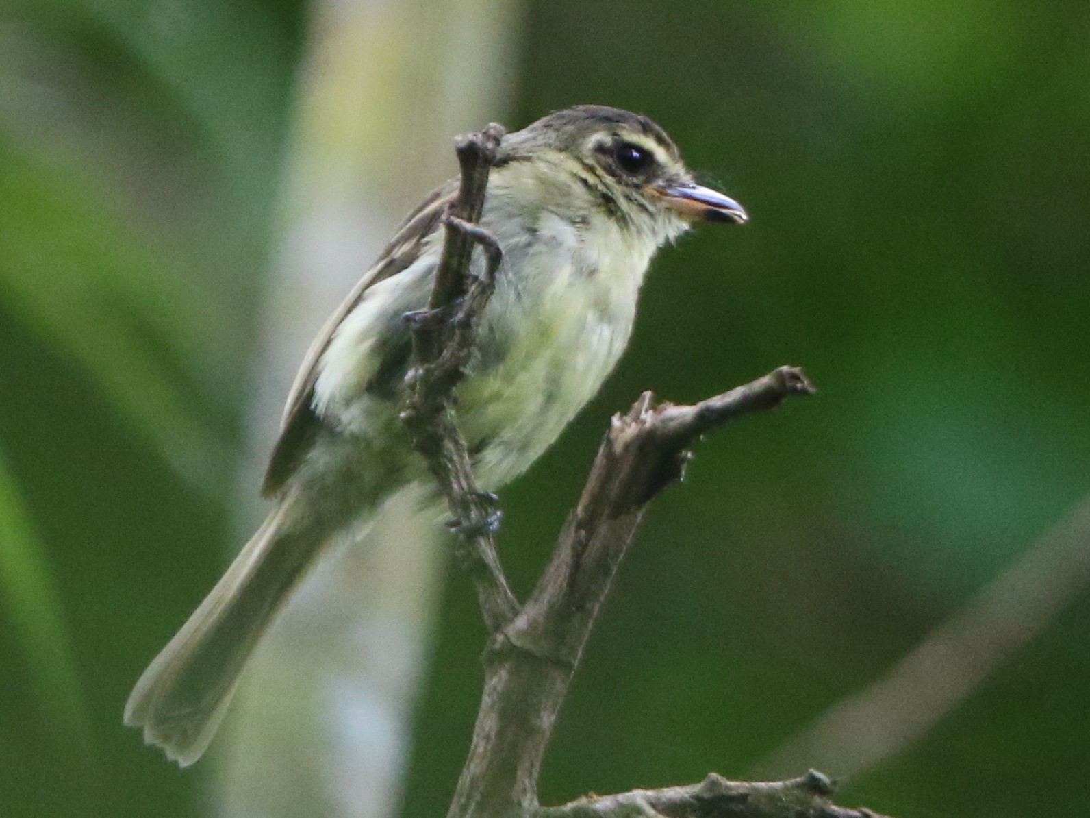 Largeheaded Flatbill eBird