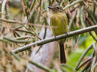  - Jhonathan Miranda - Wandering Venezuela Birding Expeditions - ML95500031