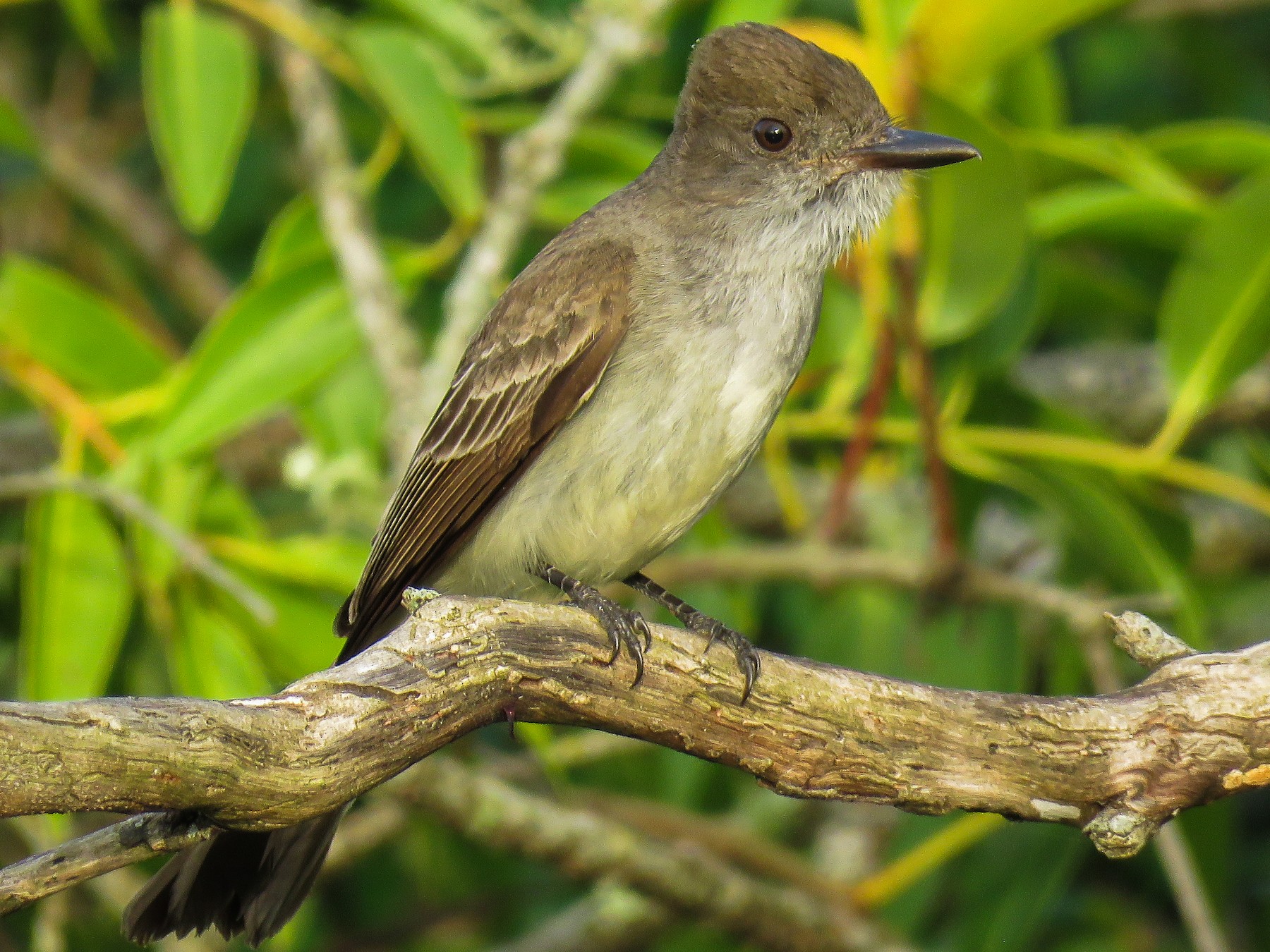 Burlisto Pico Canela - Raphael Kurz -  Aves do Sul