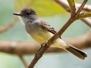 Short-crested Flycatcher - eBird