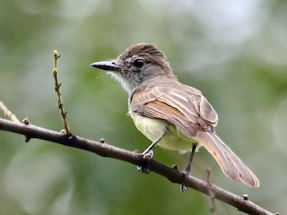  - Short-crested Flycatcher
